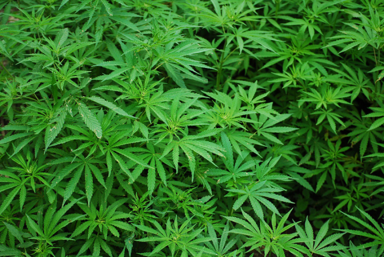 High volume cannabis stocks