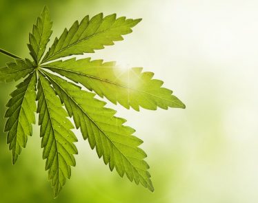 Cannabis Penny Stocks to Watch